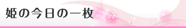 姫の今日の一枚